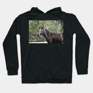 Mustang Hoodie